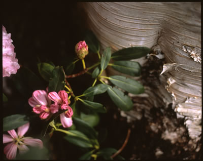 Rhodo and a Tree Trunk 