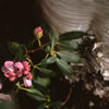 Rhodo and a Tree Trunk 