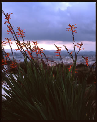 View of the City from the Botanical Garden of Barcelona 