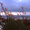 View of the City from the Botanical Garden of Barcelona 