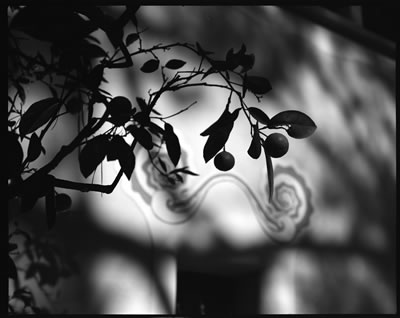 Torre Rosa Detail (Parc Guell Designed by Antoni Gaudi) 2