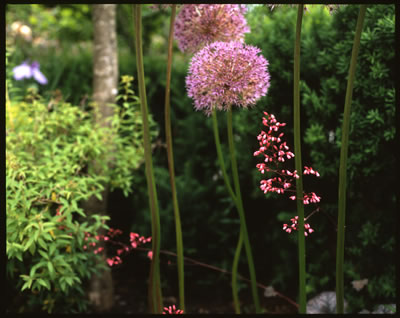 Allium in Full Bloom