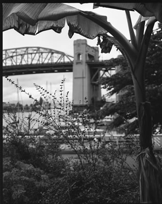 Burrard Bridge Under Banana Leaves