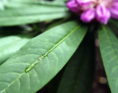 Raindrop on a Rhododendron Leaf