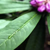 Raindrop on a Rhododendron Leaf