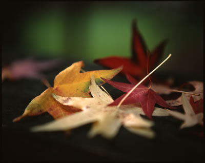 Sweetgum Tree Leaves in Fall 2