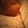 Tulip Tree Leaves in Fall 