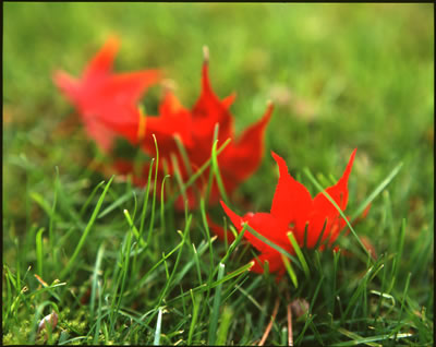 Stars in the Grass (Japanese Maple Leaves in Fall, 2007)
