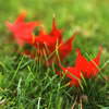 Stars in the Grass (Japanese Maple Leaves in Fall, 2007)