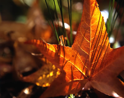 Star in the Grass (Sweetgum Tree Leaf)
