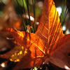 Star in the Grass (Sweetgum Tree Leaf)