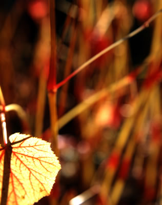 Last Colors of Fall 2