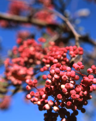 Mountain Ash Berries in Fall