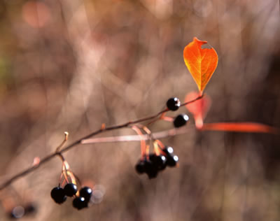 Chokeberry in Fall