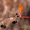 Chokeberry in Fall
