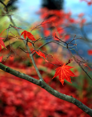 Last Leaves of a Japanese Maple in Fall 1