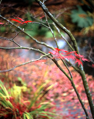 Last Leaves of a Japanese Maple in Fall 2