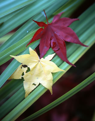 Red and Yellow on Green