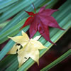 Red and Yellow on Green