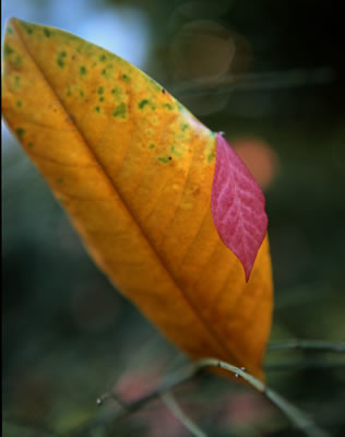 Magnolia and Burning Brush Leaves 1