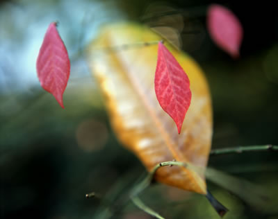 Magnolia and Burning Brush Leaves 2