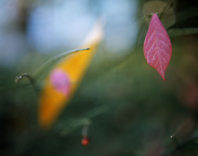 Magnolia and Burning Brush Leaves 3