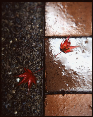 Walkway in Fall