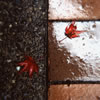 Walkway in Fall