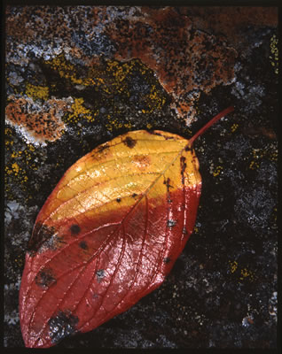 Bicolor Leaf in Fall 
