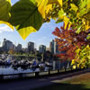 Stanley Park in Fall 2