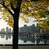 Stanley Park in Fall 3