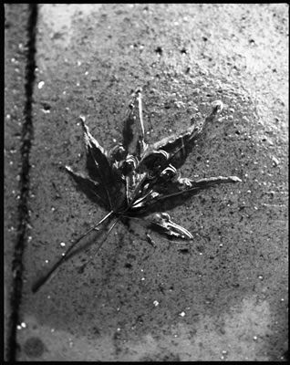 Wet on the Walkway 1