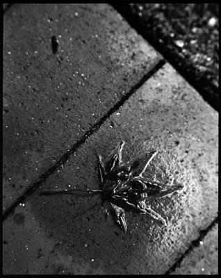 Wet on the Walkway 2