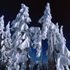 Snowy 13