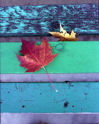 Red Maple Leaves on a Bench