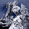 Snowy 14