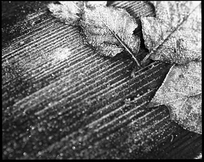 Microcosmos 2