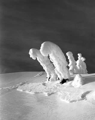 Enchanting Creatures 1