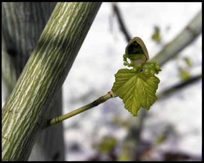 Manchu Snakebark Maple in Spring 1