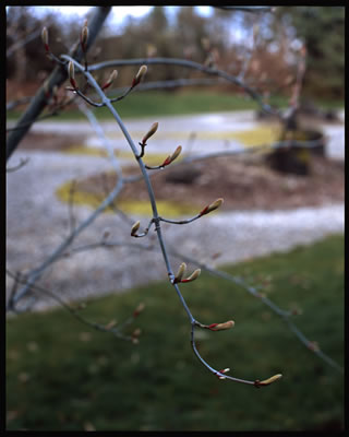 Manchu Snakebark Maple in Spring 2