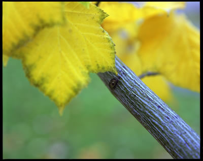 Manchu Snakebark Maple in Fall 1
