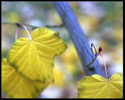Manchu Snakebark Maple in Fall 2