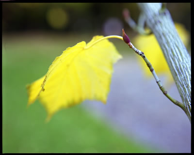 Manchu Snakebark Maple in Fall 3