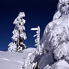 Snowy 18