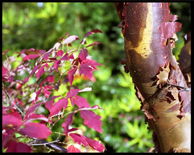 Paperbark Maple 1