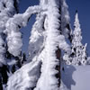 Snowy 19
