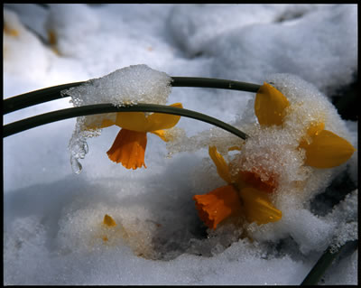Rescue Effort with Narcissi