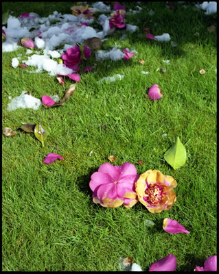 Camelia Flowers in Early Spring