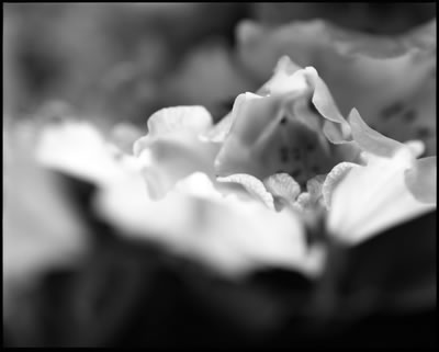Wave of Petals
