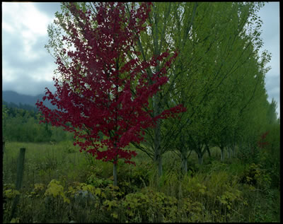 Dark Red with Greens